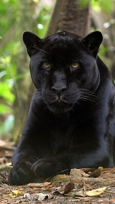 Black Panther