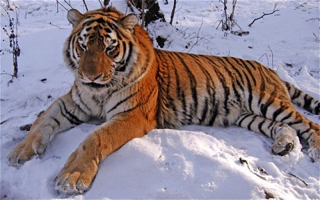 Caspian Tiger