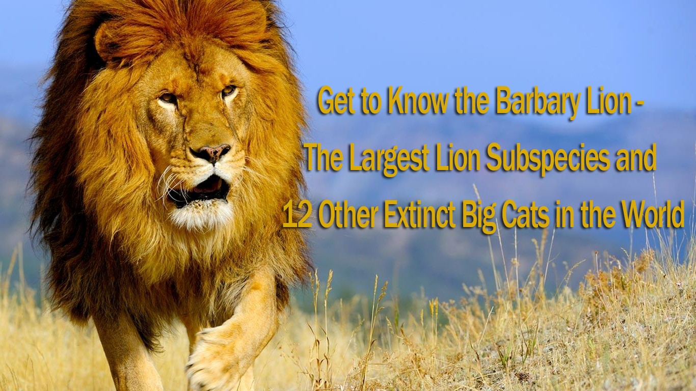 Get to Know the Barbary Lion, The Largest Lion Subspecies and 12 Other Extinct Big Cats in the World