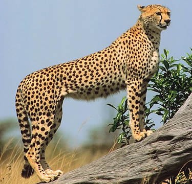 Giant Cheetah