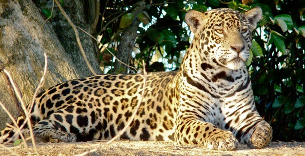 Giant Jaguar