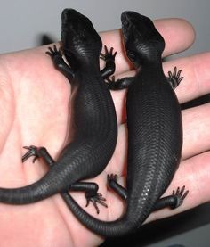 Melanistc Easter Blue Tongue Lizards