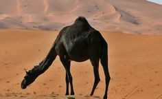 Melanistic Camel