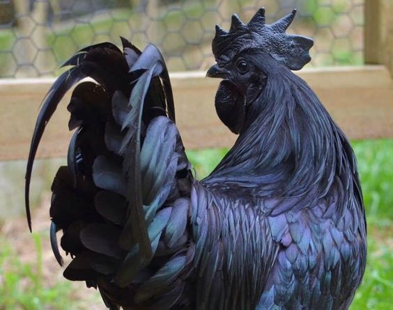 Melanistic Chicken