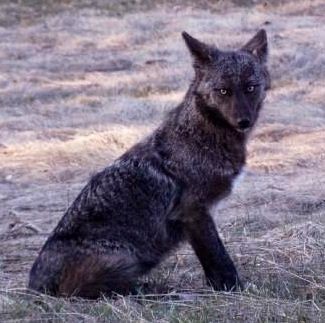 Melanistic Coyote