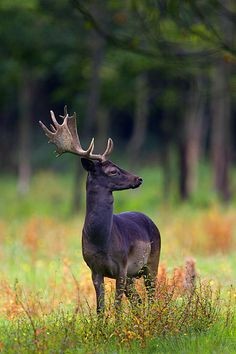 Melanistic Deer