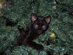 Melanistic Geoffroy’s Cat