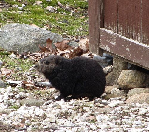 Melanistic Groundhog