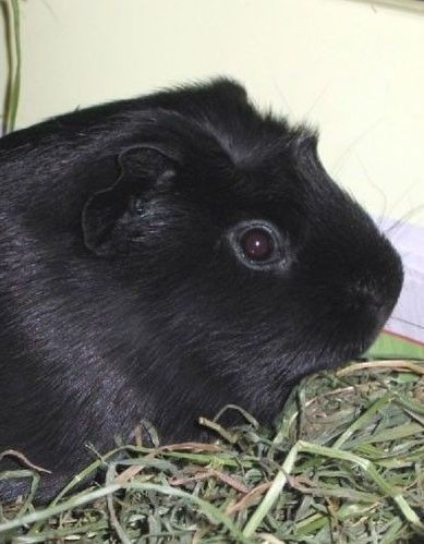 Melanistic Guinea Pigs