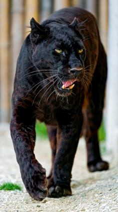 Melanistic Leopard