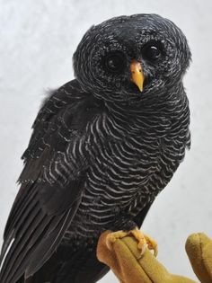 Melanistic Owls