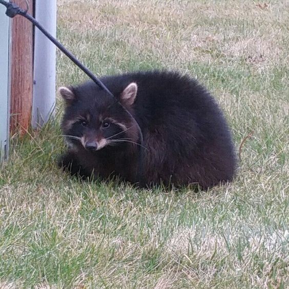 Melanistic Raccoon