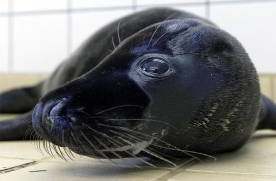 Melanistic Seal