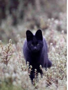 Melanistic Servals