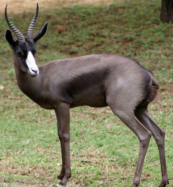 Melanistic Springbok