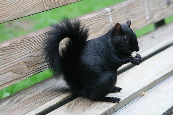 Melanistic Squirrel