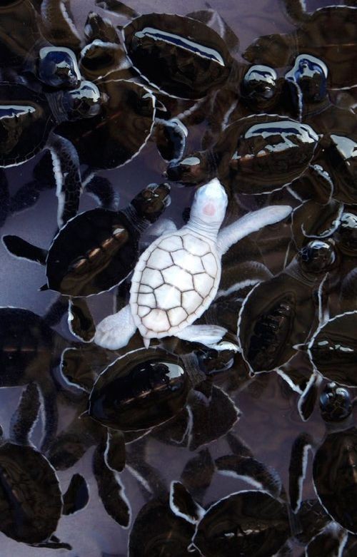 Melanistic Turtle