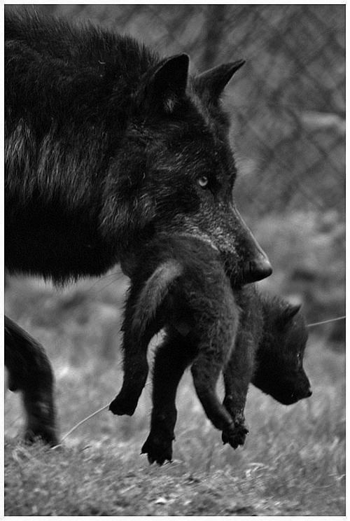 Melanistic Wolf