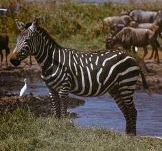 Melanistic Zebra