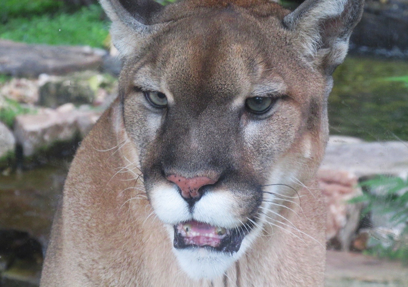 12 Alarming Facts About Florida Panthers Animal My Awesome Lifestyle