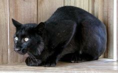 Melanistic Bobcat
