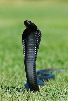 Melanistic Cobra