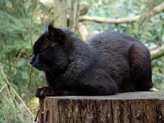 Melanistic Jungle Cat