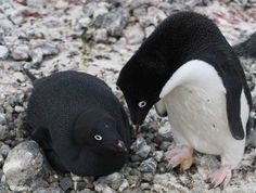 Melanistic Penguins