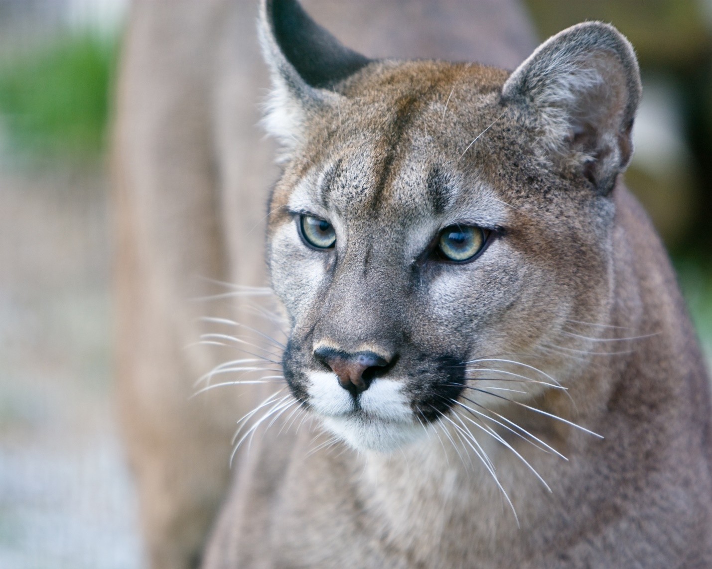 12 Alarming Facts About Florida Panthers (Animal) My Awesome Lifestyle